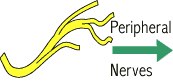 Peripheral Nerve Index